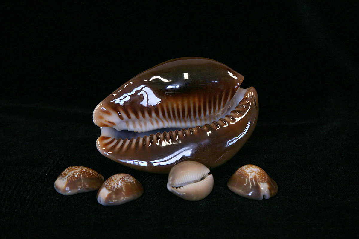 Gliemeži ‘Lielā čūskas galva’ jeb Maurīcijas porcelāngliemezis <i>Mauritia mauritiana</i>, un ‘mazās čūskas galvas’ <i>Monetaria caputserpentis</i> Gliemeži ‘Lielā čūskas galva’ jeb Maurīcijas porcelāngliemezis Mauritia mauritiana, un ‘mazās čūskas galvas’ Monetaria caputserpentis