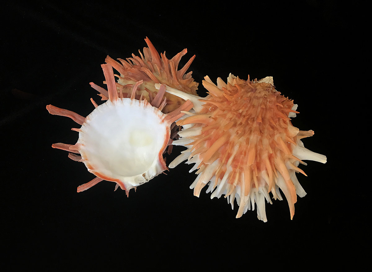 Zeltainā ežgliemene <i>Spondylus aurantius</i> Zeltainā ežgliemene Spondylus aurantius