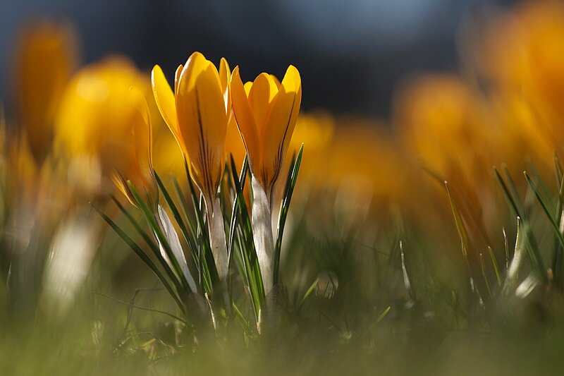 LU Humanitāro zinātņu fakultāte vēl gaišas Lieldienas!