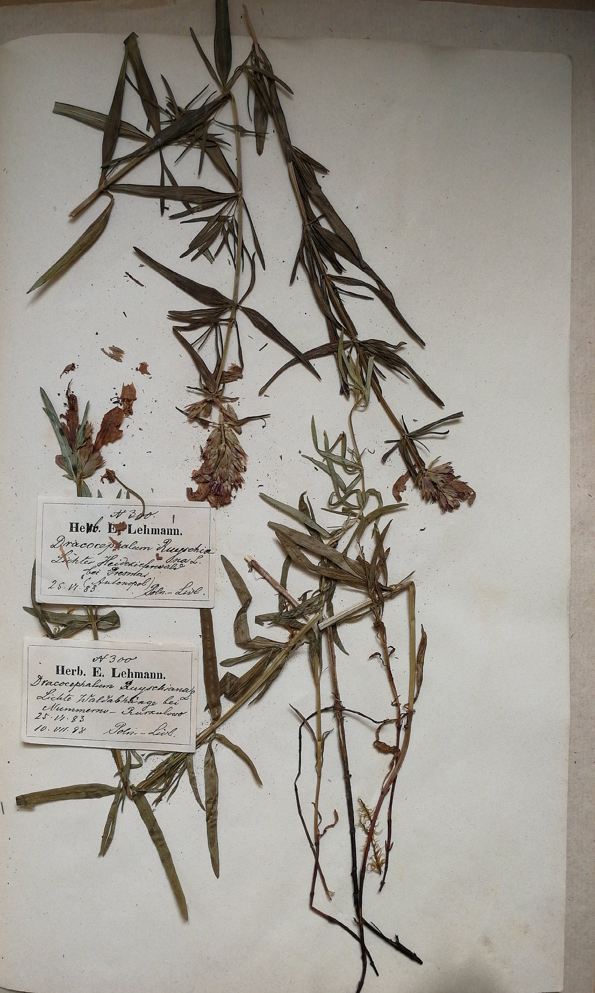 Ruiša pūķgalves Dracocephalum ruyschiana herbārijs Ruiša pūķgalves Dracocephalum ruyschiana herbārijs