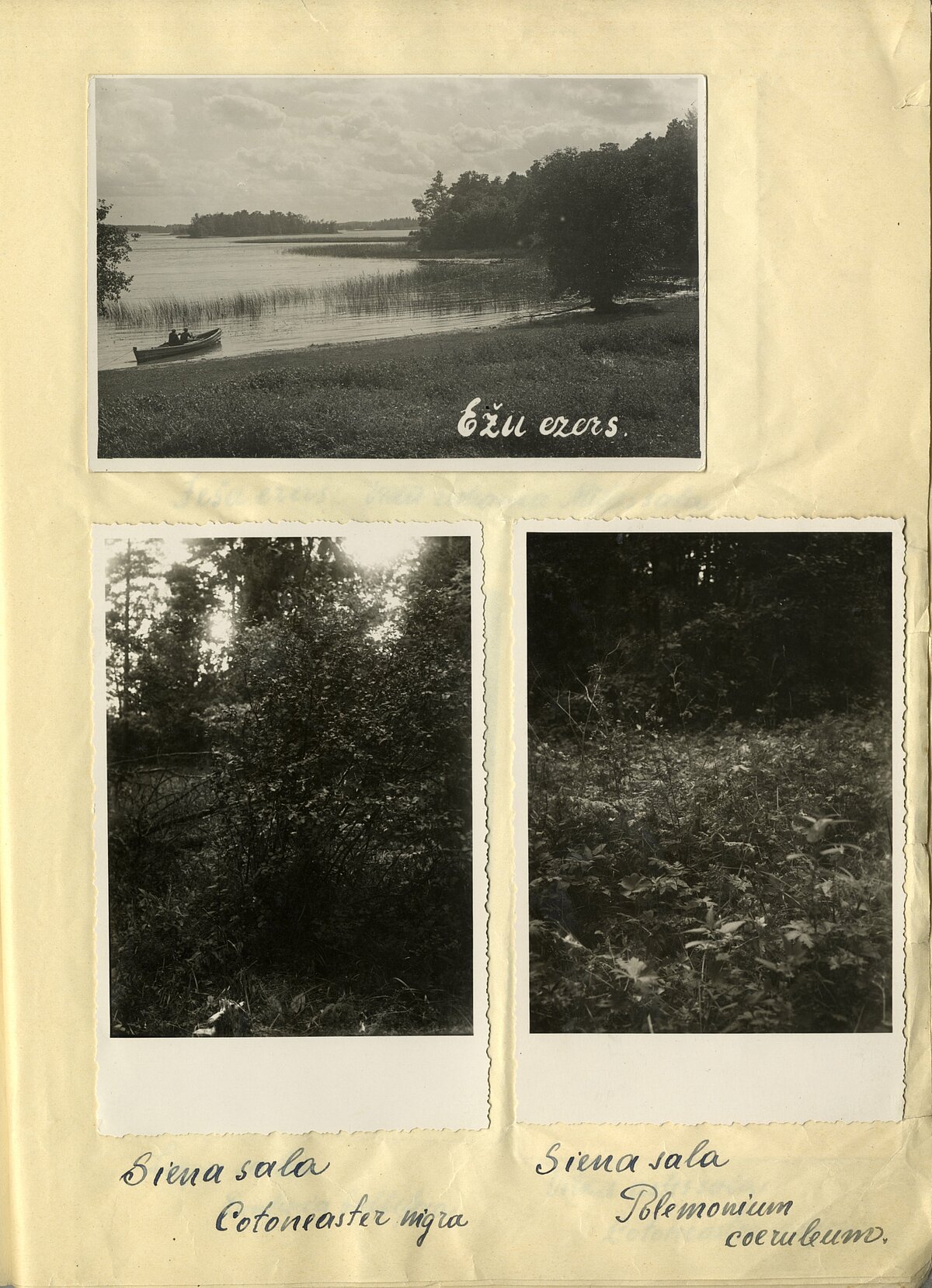 A. Villerta kandidāta darba “Ješa ezera salu flora” fotogrāfiju pielikuma pirmā lapa. 1937. gads. Foto: LU Muzeja krājums A. Villerta kandidāta darba “Ješa ezera salu flora” fotogrāfiju pielikuma pirmā lapa. 1937. gads. Foto: LU Muzeja krājums