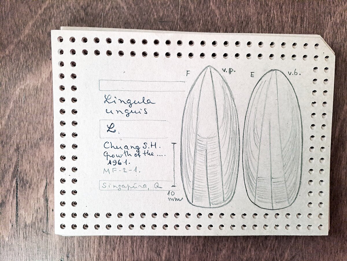 Kartiņa (perfokarte) no V. Grāvīša zīmētās pleckāju kartotēkas, tajā ap 300 vienību Kartiņa (perfokarte) no V. Grāvīša zīmētās pleckāju kartotēkas, tajā ap 300 vienību