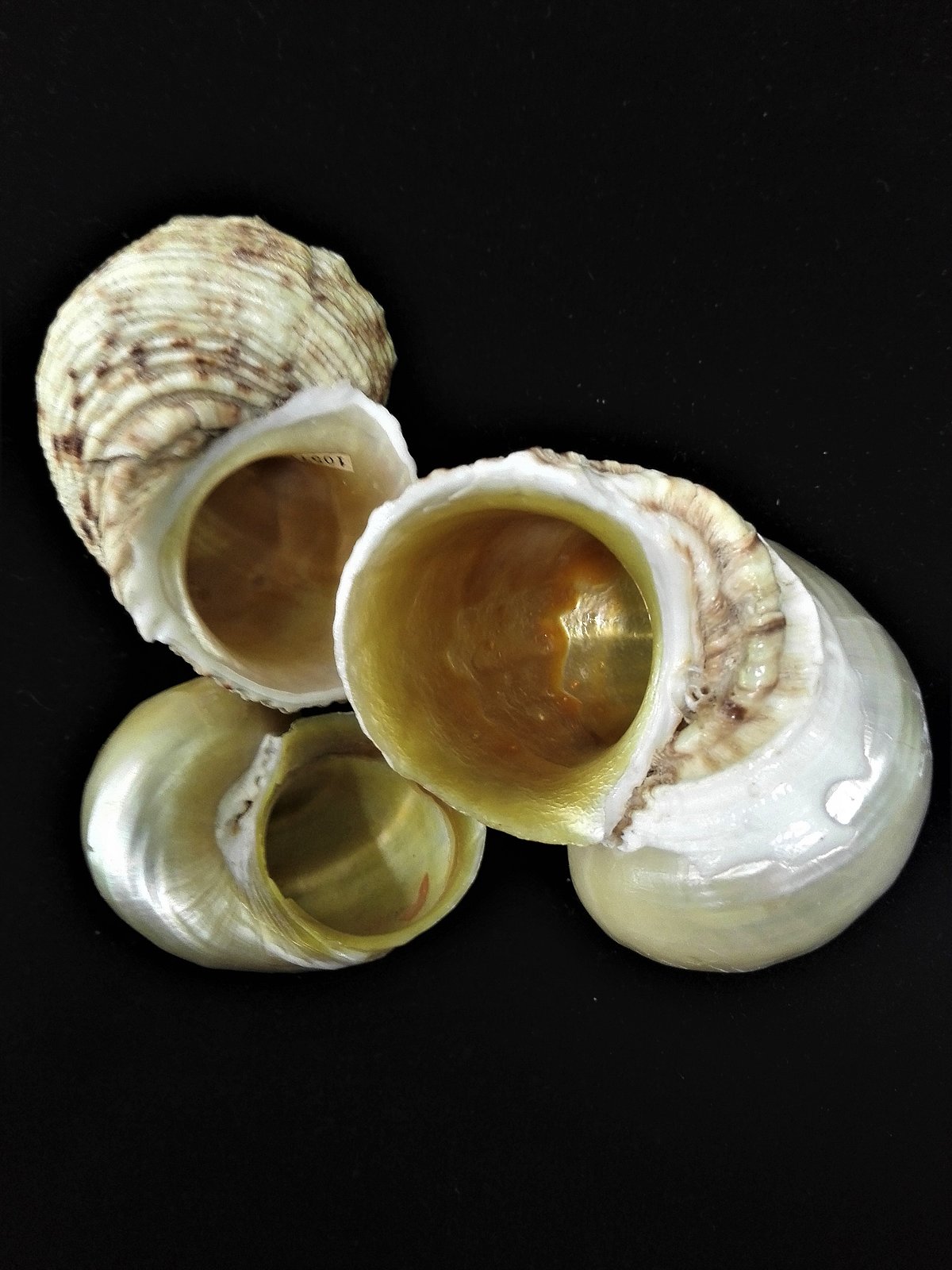 Gliemezis “zeltamute” <i>Turbo chrysostomus</i>, čaulas iekšpusi klāj neparasts, zeltains perlamutrs. Gliemezis “zeltamute” <i>Turbo chrysostomus</i>, čaulas iekšpusi klāj neparasts, zeltains perlamutrs.