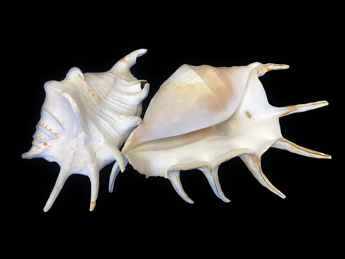 Parastais zirnekļgliemezis <i>Lambis lambis</i> Parastais zirnekļgliemezis Lambis lambis