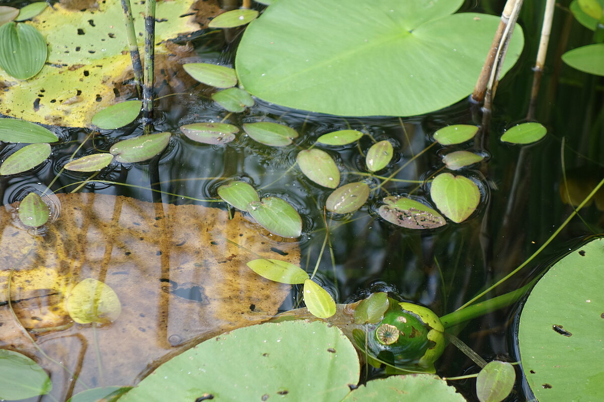 Caldesia parnassifolia starp dzeltenās lēpes lapām. Foto: Laura Grīnberga